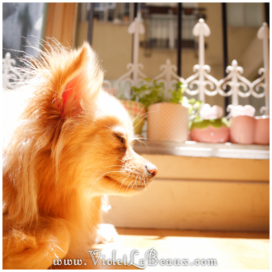 Cute-Pomeranian-Puppy40857